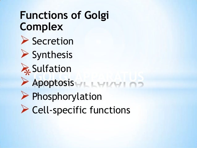 function of golgi apparatus in points